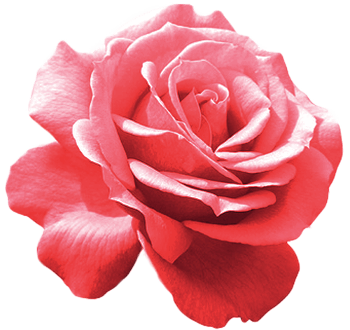 Fleurs, plantes et végétaux