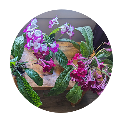 Entretien de plantes intérieurs